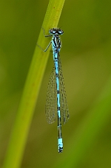 David Plant Photography - Wildlife Photography - Azure damselfly - E